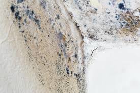 Best Mold Prevention Services  in Guerneville, CA